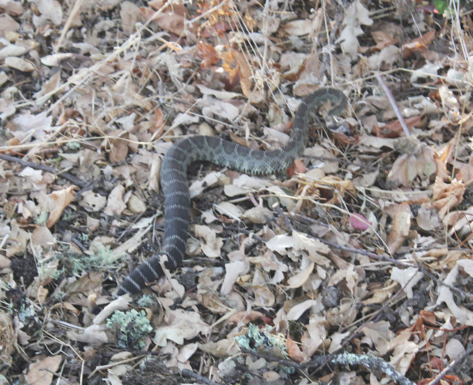 Rattlesnake